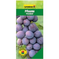 Gartenkrone Pflaume, Prunus domestica »President«, Früchte: süß-säuerlich