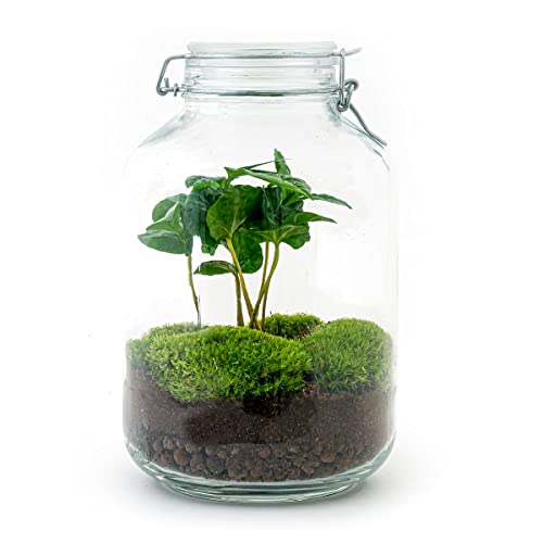 Jar Terrarium Kit • Coffea Arabica • Ökosystem mit Pflanzen • ↑ 28 cm