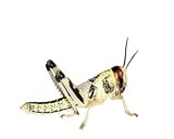 Wüstenheuschrecken Heuschrecken Futterinsekten Reptilienfutter (mittel, 300 Stück)
