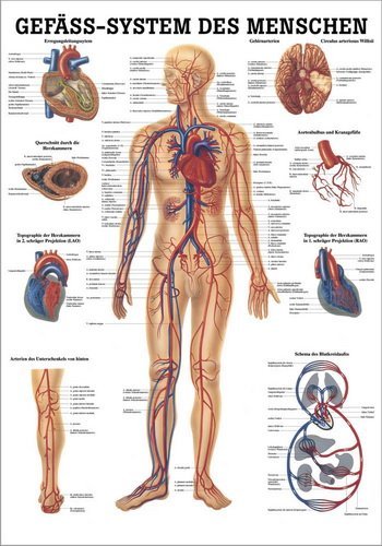 Ruediger Anatomie TA06 Gefäßsystem des Menschen Tafel, 70 cm x 100 cm, Papier