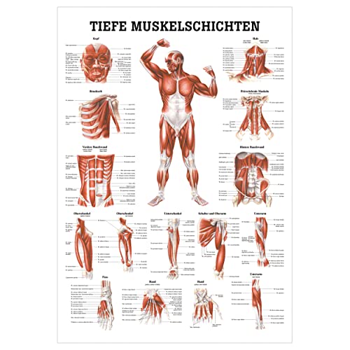 Tiefe Muskelschichten-Brust Lehrtafel Anatomie 100x70 cm medizinische Lehrmittel