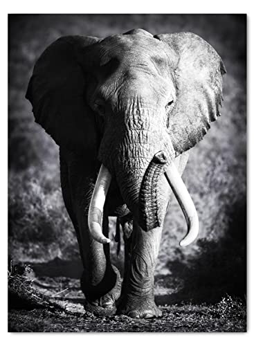 wandmotiv24 Leinwandbild Tiere 40x30cm, Hochformat, Elefant, Deko, Bilder auf Leinwand, Wanddeko, XXL Wandbild M0555