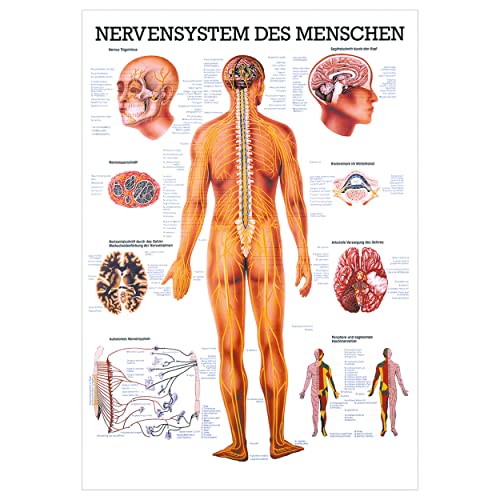 Das Nervensystem Lehrtafel Anatomie 100x70 cm medizinische Lehrmittel