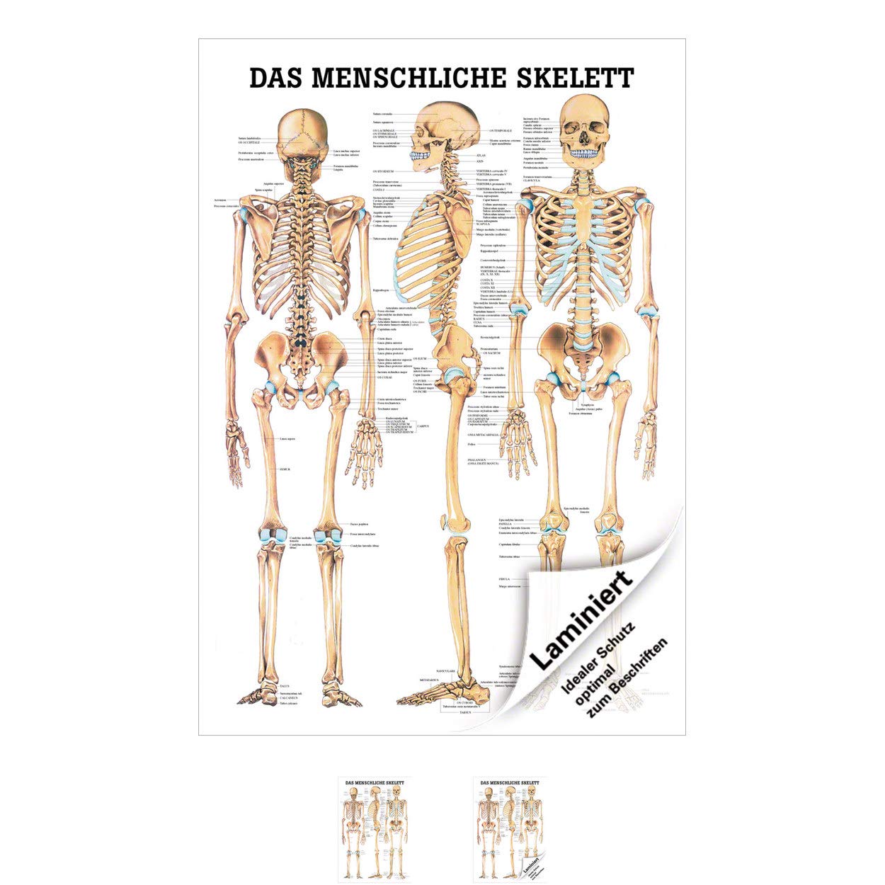 Sport-Tec Das menschliche Skelett Poster Anatomie 70x50 cm medizinische Lehrmittel