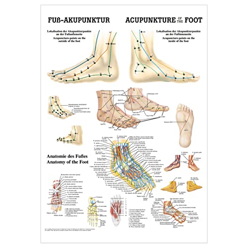 Rüdiger Fuß-Akupunktur Poster Anatomie 70x50 cm medizinische Lehrmittel