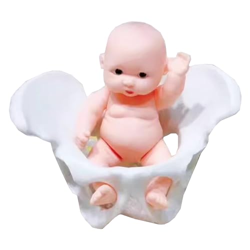 Mini Weibliches Becken und Baby Modell - Geburt Simulator Becken Modell - für Studie Display Lehre Medizinisches Modell