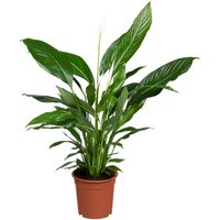 Einblatt Spathiphyllum Sweet Lauretta H ca. 80 cm 24 cm Topf