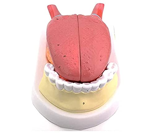 Anatomiemodell für Zungenzähne, Zungenfellstruktur, Zungenklinik-Lehrmodell, anatomisches Modell, Standard-Demonstrations-Lehrmodell