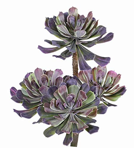 artplants.de Künstliche Sukkulente Aeonium Eloise auf Steckstab, violett - grün, 30cm, Ø 20cm