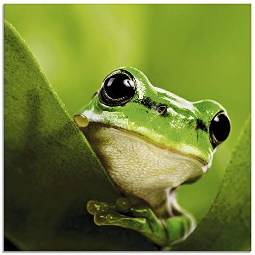 Artland Qualitätsbilder I Glasbilder Deko Glas Bilder 30 x 30 cm Tiere Wassertiere Frosch Foto Grün A5TL Ausspähender Frosch
