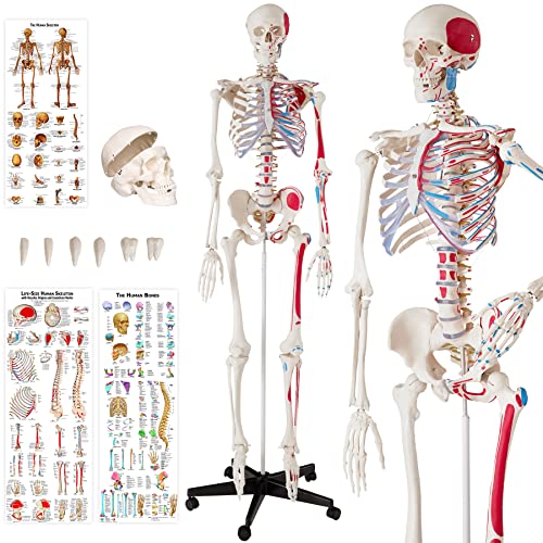 TecTake Anatomie Skelett lebensgroß inklusive Ständer - Diverse Modelle - (Skelett mit Muskelbemalung und Knochennummerierung | Nr. 400963)