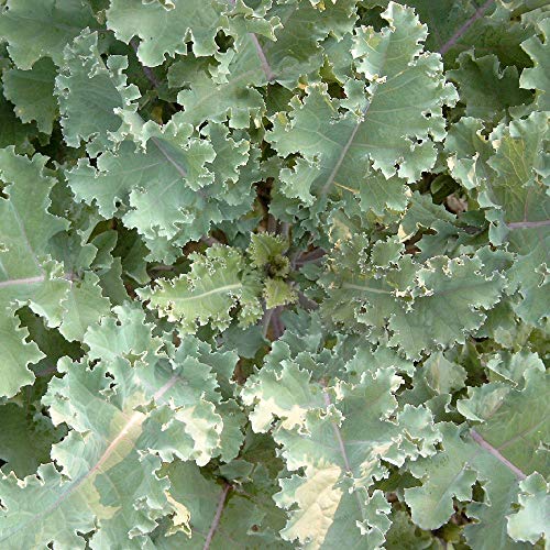Markstammkohl (Brassica oleracea) 1kg Futterkohl Stangenkohl Feldfutter Markkohl