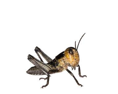 Wanderheuschrecken Heuschrecken Futterinsekten Reptilienfutter (klein, 300 Stück)