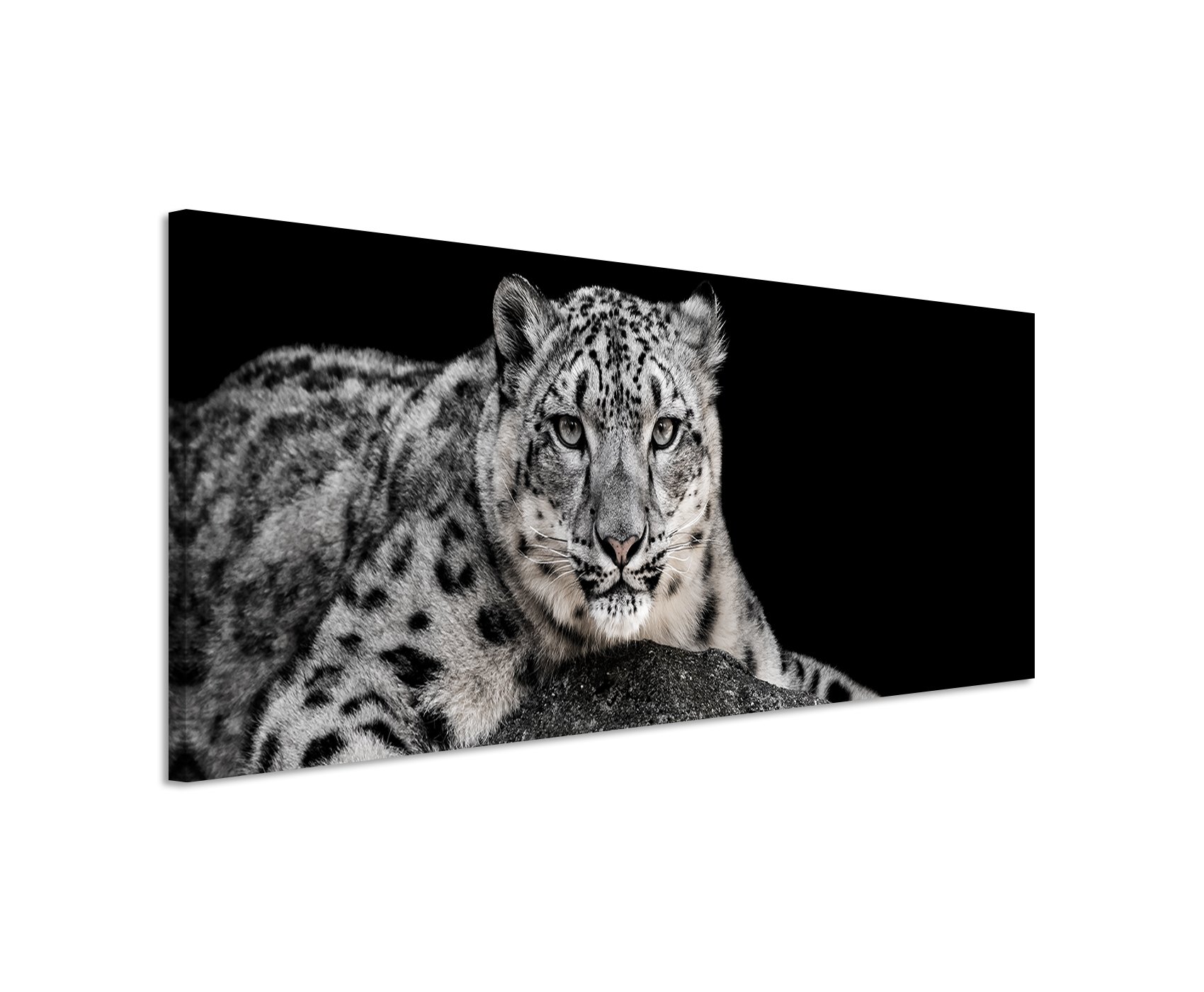 Bild 120x40cm Tierbilder – Liegender Schneeleopard