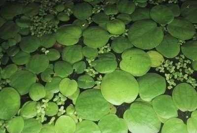 Mühlan - 10 Froschbiss als Schwimmpflanzen für den Gartenteich/Teich, dekorativ und algenhemmend