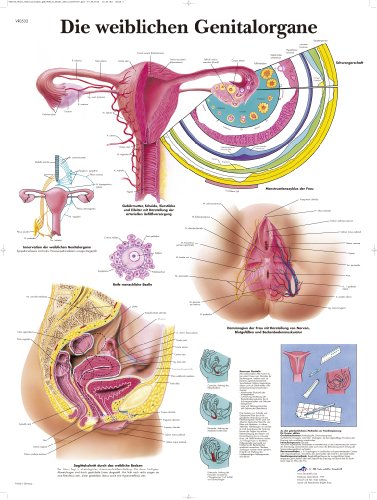 3B Scientific Lehrtafel laminiert - Die weiblichen Genitalorgane