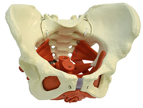 Ruediger Anatomie A276 Weibliches Becken mit Beckenbodenmuskulatur, Tafel