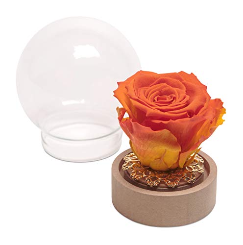 ROSEMARIE SCHULZ Heidelberg Rose im Glas ewige Blume Orange Rund die Schöne und das Biest echte langhaltende Rose mit Glaskuppel (Medium, Orange)
