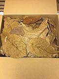 catappa-leaves Seemandelbaumblätter 0,5kg B-Ware unsortiert - Blitzversand im Paket