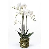 artplants.de Künstliche Orchidee Phalaenopsis Pabla im Erdballen, weiß - gelb, 80cm - hochwertige Kunstorchidee