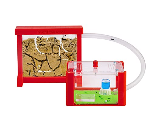 AntHouse - Natürliche Ameisenfarm aus Sand | 3D Basic Set (Sandwich + Futterbox) Rot | Inklusive Ameisen