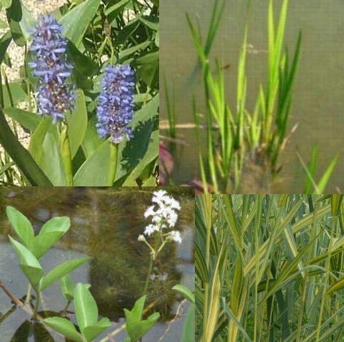 Teichpflanzen Komplettset -8- für den kleinen Teich Tannenwedel, Wasserschwaden, Kalmus, Fieberklee,Hechtkraut aus Naturteichen, tolle Ware, nie Wieder Algenprobleme
