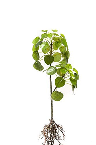 artplants.de Künstliche Sukkulente Glückstaler KOONIG auf Steckstab, mit Wurzeln, grün, 50cm