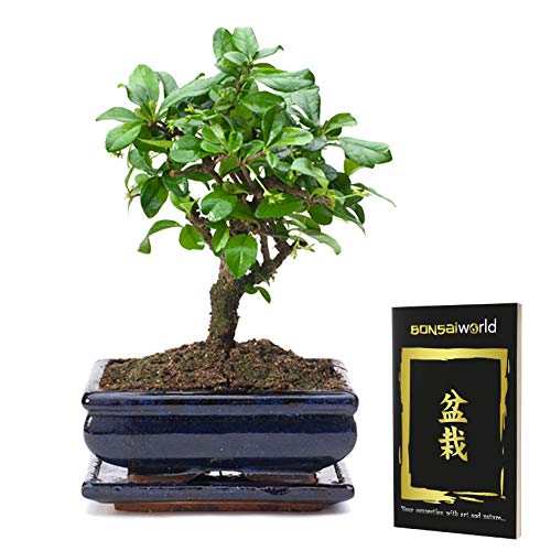 vdvelde.com - Bonsaiworld Bonsai Kugel Form mit Bonsai buch - Ca. 10 Jahre alt (Pflanzenhöhe: ca. 25 cm) - Inklusive japanischem Keramik topf und Untersetzer - Zimmerbonsai Pflanze