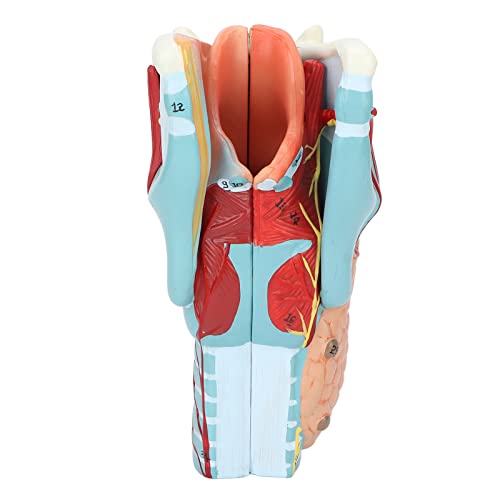 Menschliches Anatomisches Pharynx-Larynx-Modell aus Vinyl, 2-fach Vergrößertes Menschliches Halsmodell für Naturwissenschaftliches Klassenzimmer, Studiendisplay, Medizinisches Modell