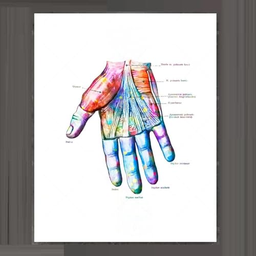Hand-Anatomie-Druck, Handgelenk-Muskel- Und Bänder-Druck, Chiropraktiker-Geschenk, Handchirurgie-Kunst-Medizinisches Poster, Klinik-Orthopädie-Geschenk A3 60Cmx80Cm Kein Rahmen