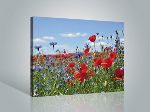 1art1 Blumen - Wildblumen-Wiese Mit Mohn- Und Kornblumen Poster Leinwandbild Auf Keilrahmen 80 x 60 cm