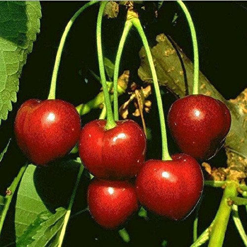 Obstbaum Kirsche Kirschbaum Busch Form rot Kordia Süßkirsche 120-160 cm - hochwertige Baumschul Qualität direkt vom Fachhändler