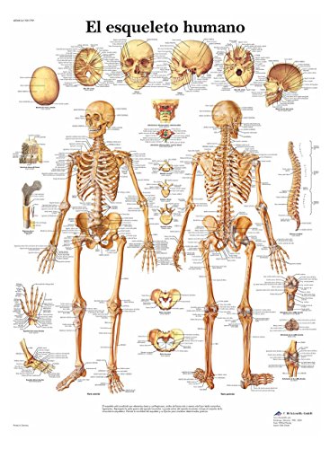 3B Scientific Papier bedruckt, das menschliche Skelett, 1