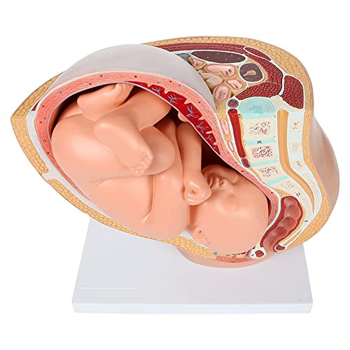QWAMBVZE Menschliche Schwangerschaft Fetale Entwicklung 9. Monat Embryonales Beckenmodell Fötus Fötus Schwangerschaft Anatomie des Plazenta-Modells