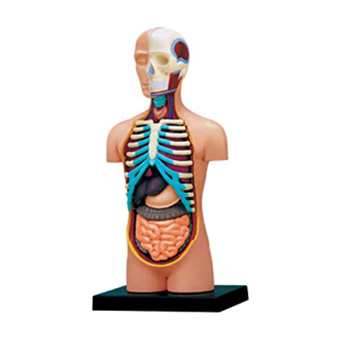 Anatomiemodell Des Menschlichen Torso Körpers. Modell Des Menschlichen Körpers Mit Abnehmbaren Organen. Tolles Geschenk Für Krankenschwester Und Doktorstudenten