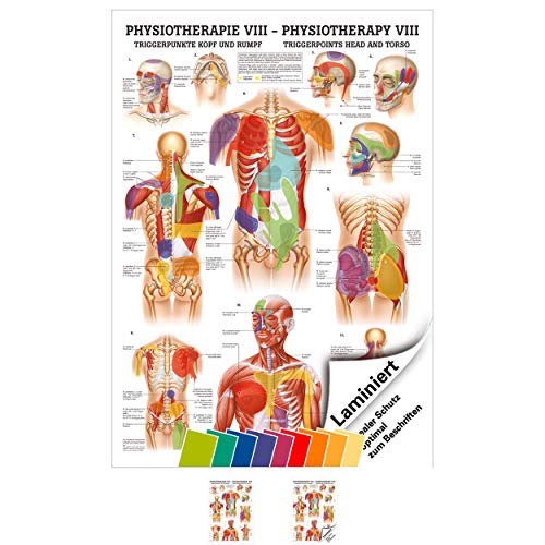 Triggerpunkte Kopf und Rumpf Poster Anatomie 70x50 cm medizinische Lehrmittel