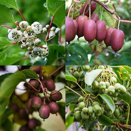 Kiwipflanzen Kiwibeeren-Quartett" (4 Pflanzen) Actinidia arguta - vom Kiwibeerenzüchter mit Sortengarantie!