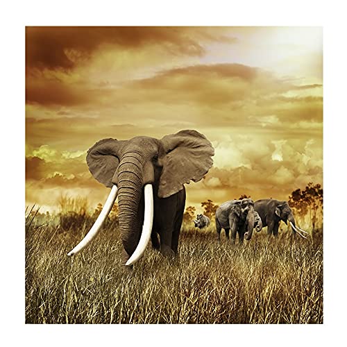 Wilde Tiere Weiß Elfenbein Elefant Landschaft Ölgemälde auf Leinwand Poster und Drucke Wandkunst Bild Für Wohnzimmer Dekor (Color : LY172, Size : 60x60cm Unframed)