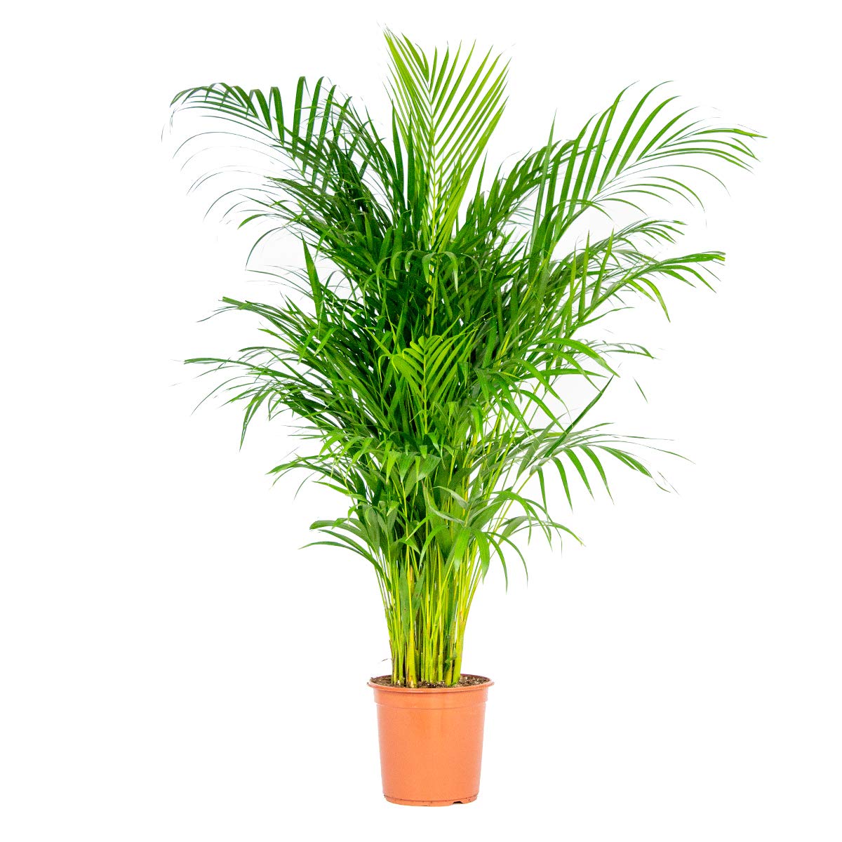 Dypsis Lutescens - Goldpalme - Zimmerpflanze - Pflegefreundlich – ⌀24 cm - 120-130 cm