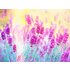 papermoon Vlies- Fototapete Digitaldruck 350 x 260 cm Lavender Flower