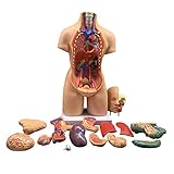 55cm Unisex Menschlicher Torso Körper-Modell Anatomie Anatomische Medical innere Organe für Lehre, Abnehmbarer 19 Teile