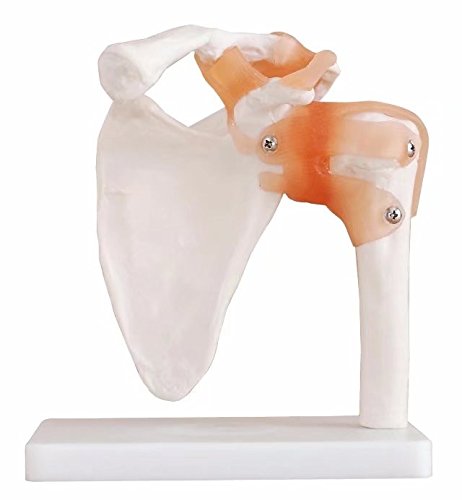 BoNew-Oral Life Size Shoulder Joint Anatomical Model Skeleton - Human Medical Anatomy