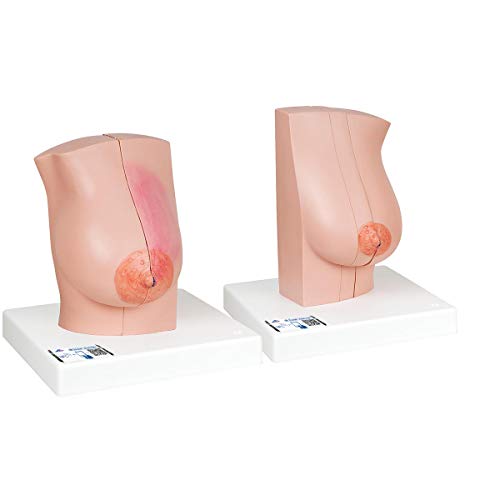 3B Scientific Menschliche Anatomie - Weibliches Brustmodell + kostenloser Anatomiesoftware - 3B Smart Anatomy