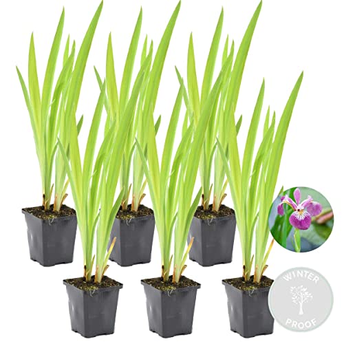 6x Iris 'Versicolor' - Wilde Schwertlilie - Teichpflanze - Winterhart -⌀9 cm - 20-30 cm