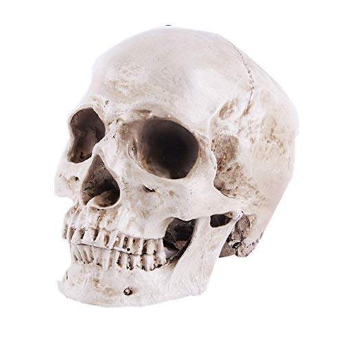Menschenschädel Lebensgroß 1: 1, Realistisch Harz Schädel Modell Resinmodell, Anatomische Medizinische Lehre Skelett Halloween Haus Dekoration Statue (Weiß)