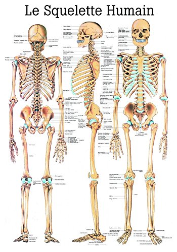 Ruediger Anatomie PA03 Le Squelette Humain Tafel, französisch, 70 cm x 100 cm, Papier