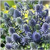 10 x Eryngium planum 'Blue Hobbit' (Stauden/Staude/Mehrjährig/Winterhart) Blaue Edeldistel/Mannstreu - sehr Insekten- und Bienenfreundlich - tolle stahlblaue Färbung - von Stauden Gänge