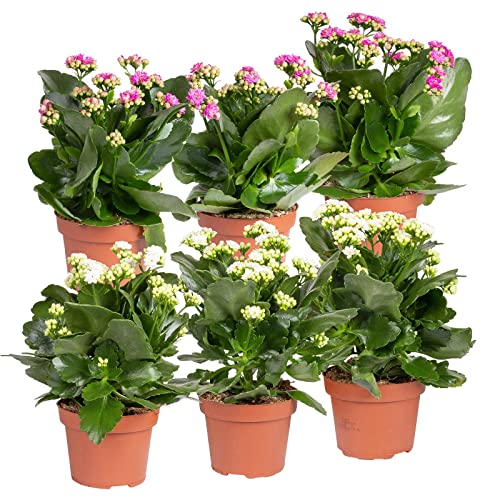 Pflanzen Kölle Kalanchoe 'Calandiva'®, weiß&violett, Topf-Ø 12 cm, Höhe ca. 20-30 cm, 6er-Set