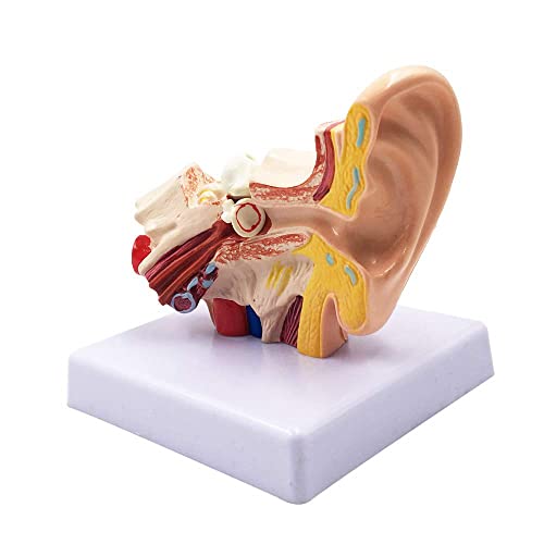 Tlilyy Anatomie Modell 'Menschliches Ohr 1.5X - Professionelle Innenohr Simulationsmodell für Bildung