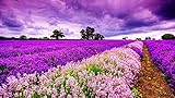 SuperPower® Romantische 1000 Stück Lila Himmel Provence Lavendel Blume Meer Blumen Feld Dämmerung Sonnenuntergang Landschaft Erwachsene Spiele Hölzern Ölgemälde Boden Puzzles